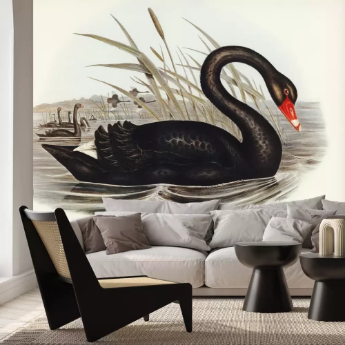 Papier peint  Cygnus atratus