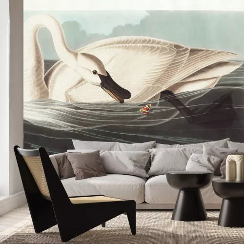 Papier peint  Cygnus buccinator