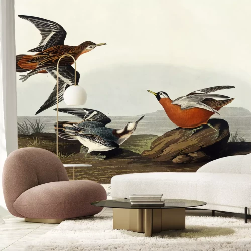 Papier peint  Phalaropus fulicarius