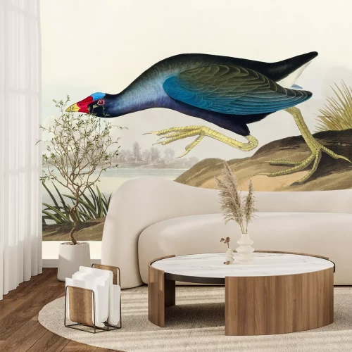 Papier peint  Porphyrio martinicus