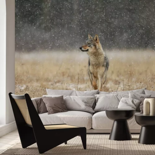 Papier peint  Loup gris errant dans une prairie