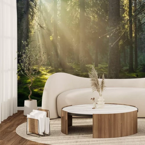 Papier peint  Matin ensoleillé dans un paysage forestier vert