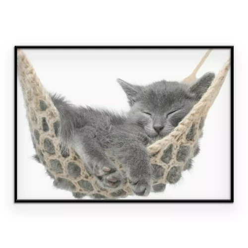 Poster  Un chat qui dort dans un hamac
