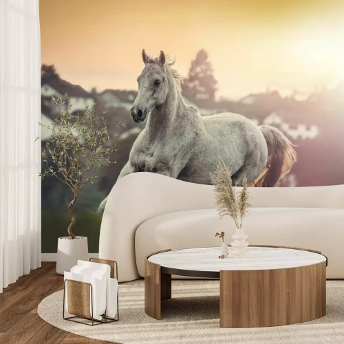 Papier peint  Portrait d’un cheval arabe blanc dans la prairie