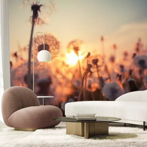 Papier peint  Pré de pissenlits et coucher du soleil