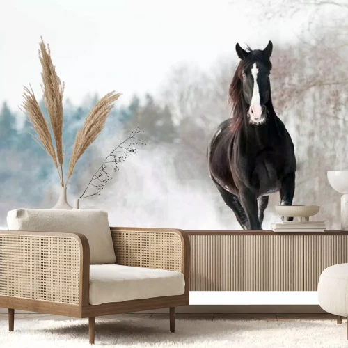 Papier peint  Cheval foncé qui court dans la neige