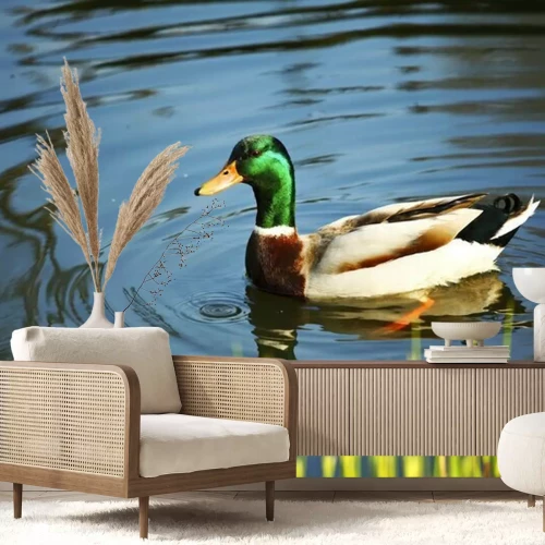 Papier peint  Canard nageant dans un lac