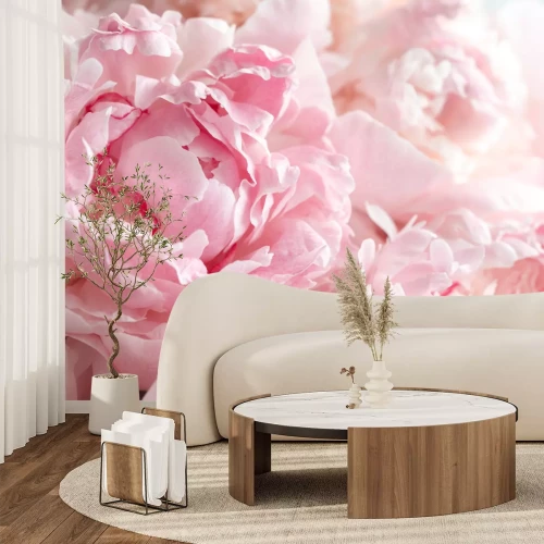 Papier peint  Photo en gros plan de pivoines roses