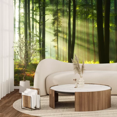 Papier peint  Lever de soleil dans un paysage de forêt verdoyante
