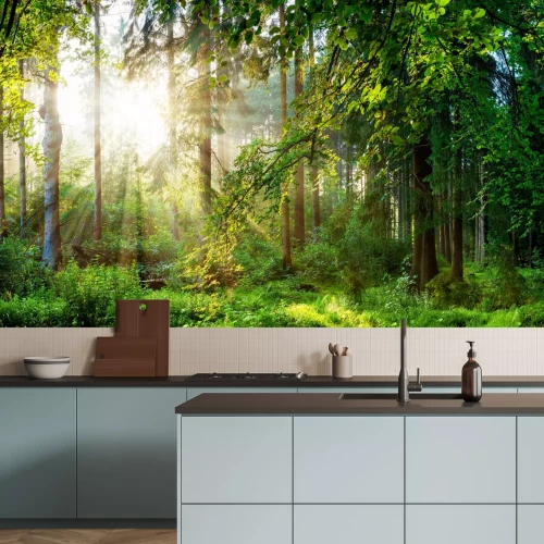 Papier peint  Paysage de forêt verte au matin