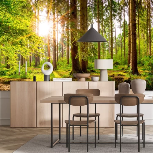 Papier peint  Forêt verte le matin avec des rayons de soleil