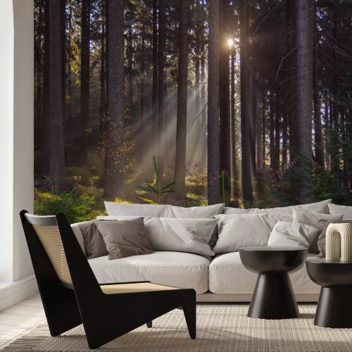 Papier peint  Paysage de lever de soleil dans la forêt