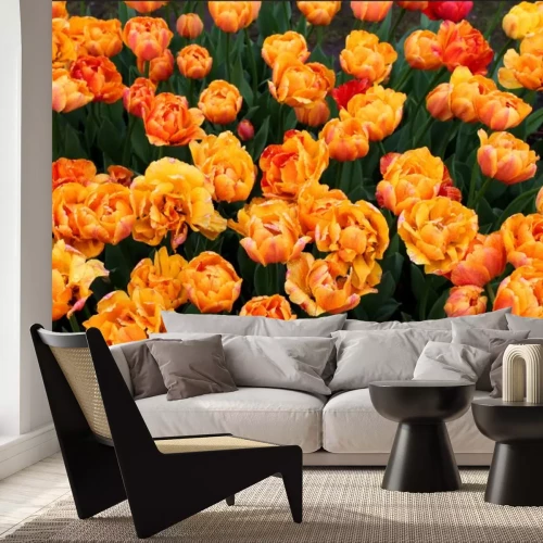 Papier peint  Belles tulipes colorées