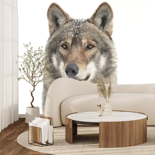 Papier peint  Portrait d’un loup sauvage dans une aura enneigée