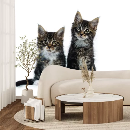 Papier peint  Petits chats duveteux sur fond blanc