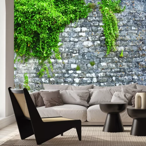 Papier peint  Lierre vert sur un mur de pierre