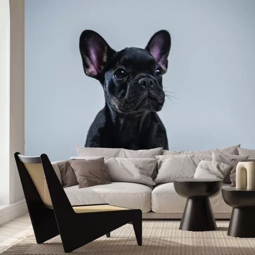 Papier peint  Chiot Bouledogue Français