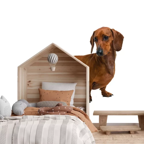 Papier peint  Teckel marron sur fond blanc