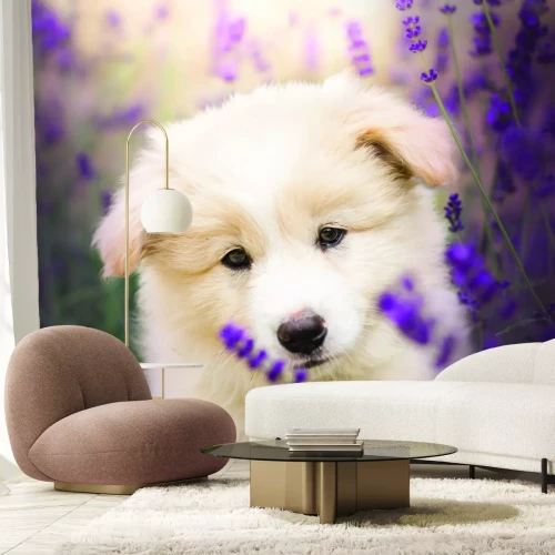 Papier peint  Petit chien blanc dans un champ de lavande