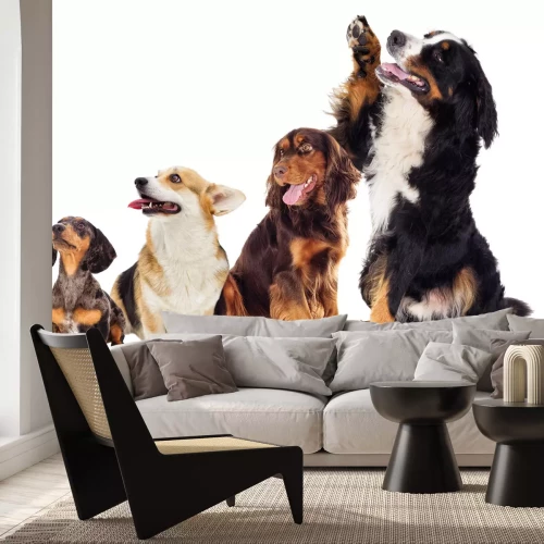 Papier peint  Chiots heureux sur fond blanc photographie