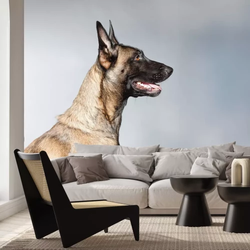 Papier peint  Portrait de Berger Belge sur fond gris photographie