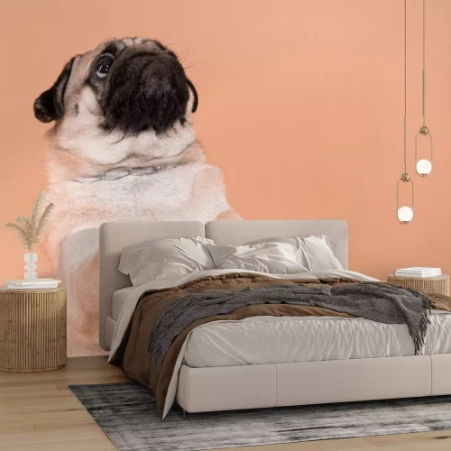 Papier peint  Adorable carlin sur fond orange