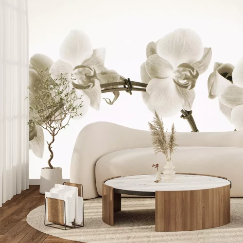 Papier peint  Fleurs d'orchidée en tons sépia