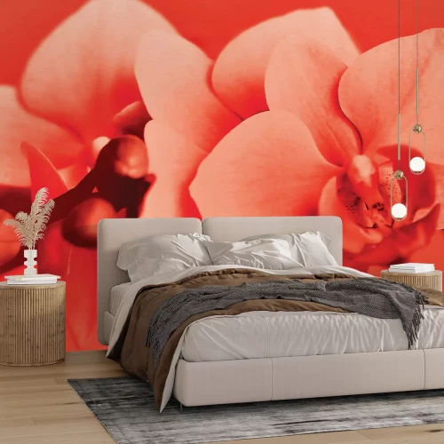Papier peint  Fleur d'orchidée en couleurs rouges