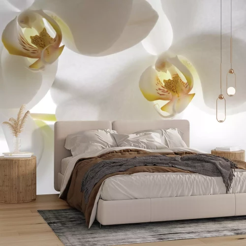 Papier peint  Femme musclée s'entraînant le dos à la salle de sport