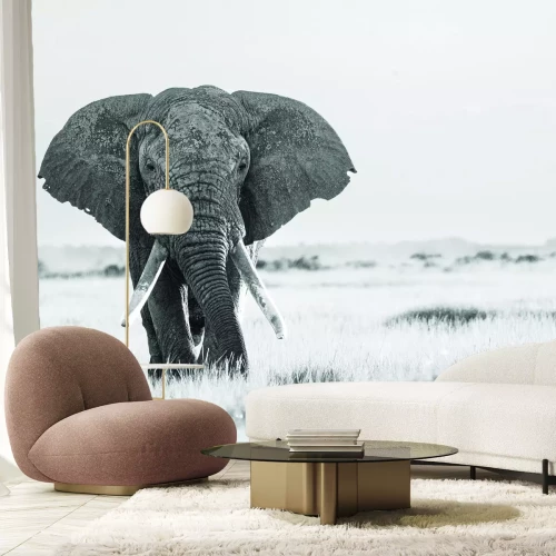 Papier peint  Grand éléphant en noir et blanc lors d’un safari