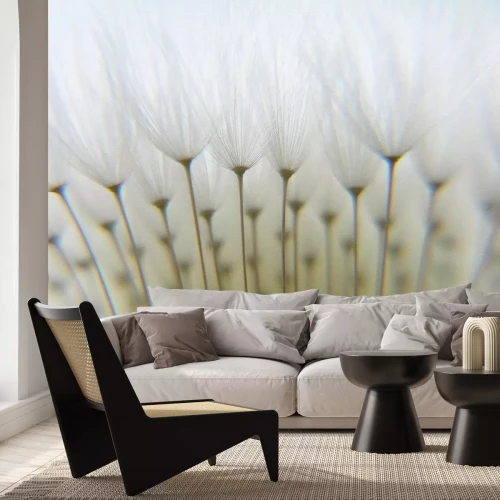 Papier peint  Pissenlit en gros plan motif naturel