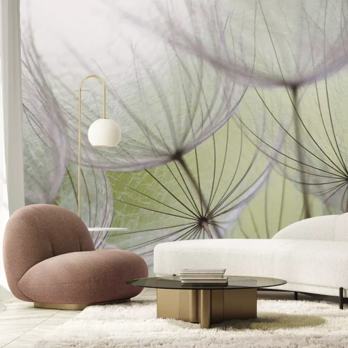 Papier peint  Graines de pissenlit délicates sur fond vert