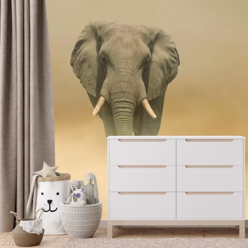 Papier peint  Éléphant marchant dans le désert dans le brouillard