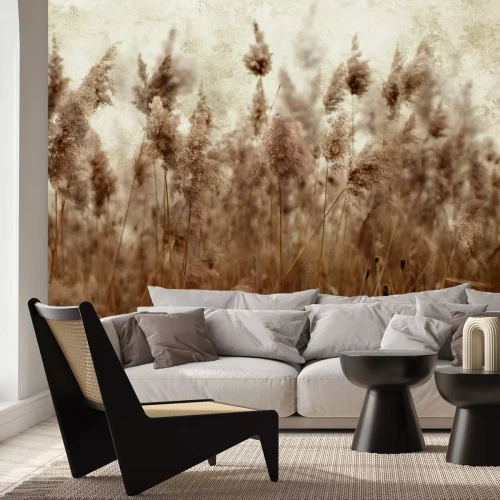 Papier peint  Prairie avec des herbes de roseau séchées