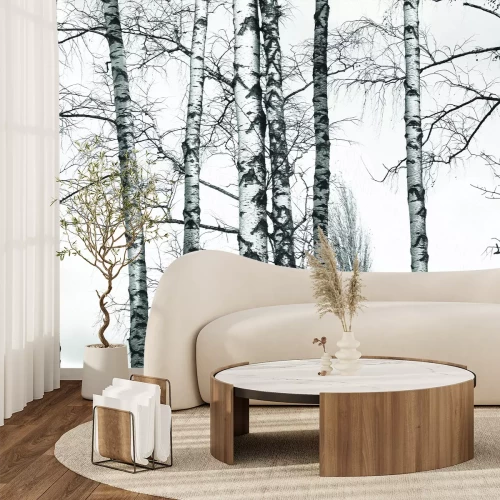 Papier peint  Forêt de bouleaux en noir et blanc