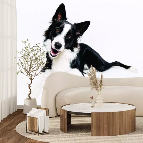 Papier peint  Chien Border Collie sur fond blanc