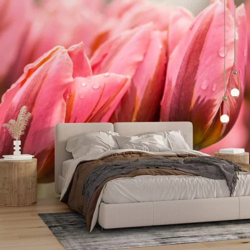 Papier peint  Tulipes de printemps