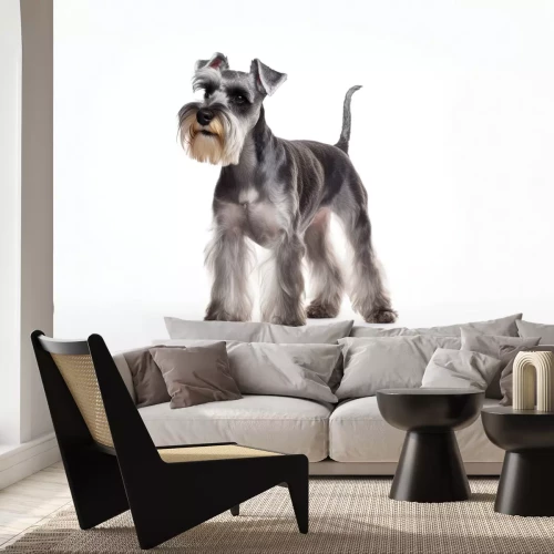 Papier peint  Chiot schnauzer sur fond blanc