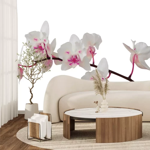 Papier peint  Beau orchidée sur fond blanc