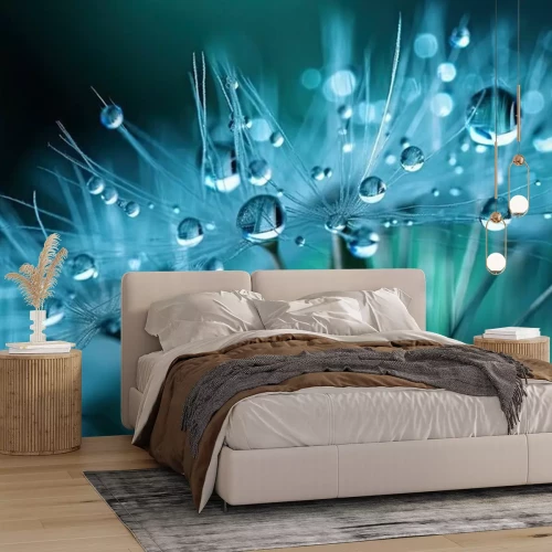 Papier peint  Dandelion Seeds in droplets of water on blue and turquoise beautiful background with soft focus in nature macro.