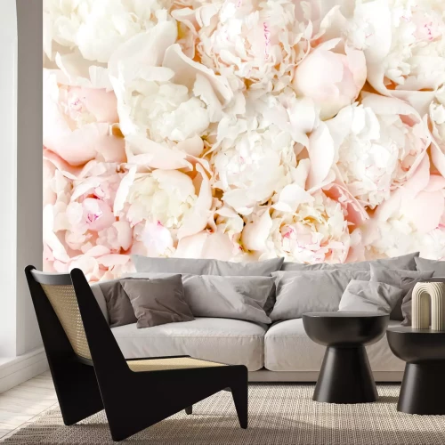 Papier peint  Fleurs de pivoines en fleurs en gros plan