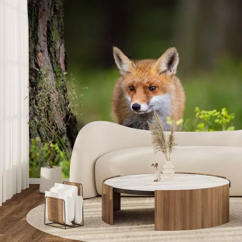 Papier peint  Renard près d'un arbre