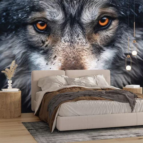 Papier peint  Gros plan du visage du loup