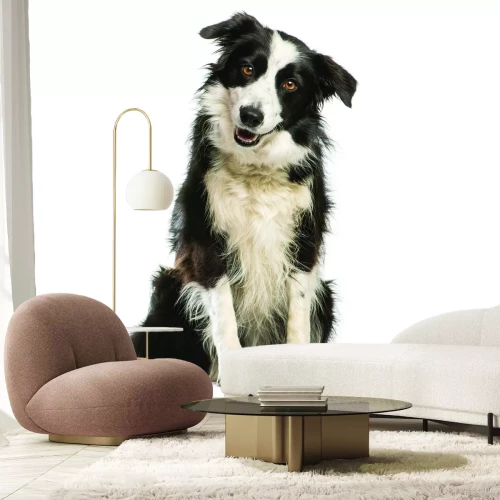 Papier peint  Chien Border Collie sur fond blanc