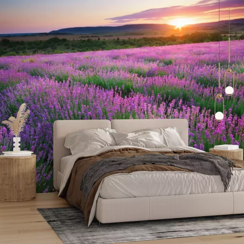 Papier peint  Prairie de lavande