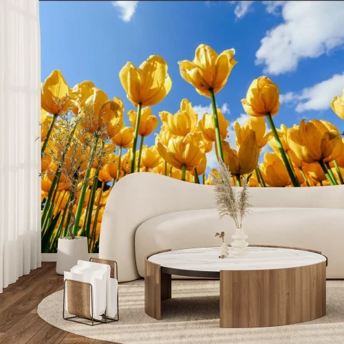 Papier peint  Champ de tulipes jaunes