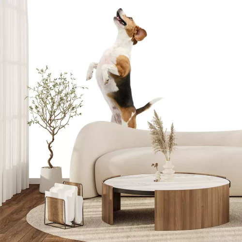 Papier peint  Chien beagle sautant sur fond blanc effet 3D