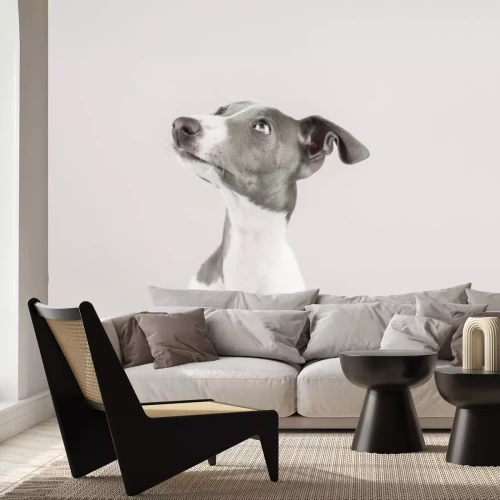 Papier peint  Portrait de chiot lévrier mignon photographie sur fond clair