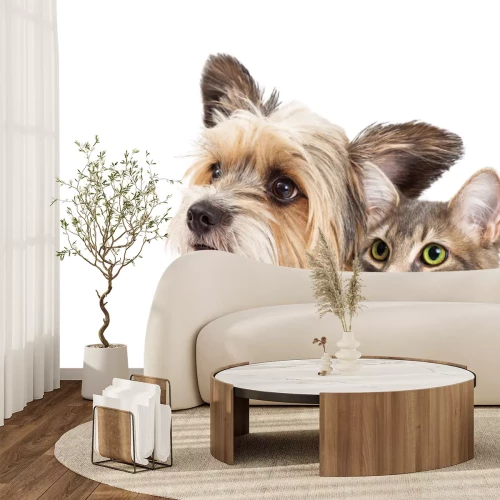 Papier peint  Portrait de chiot et chaton sur fond blanc