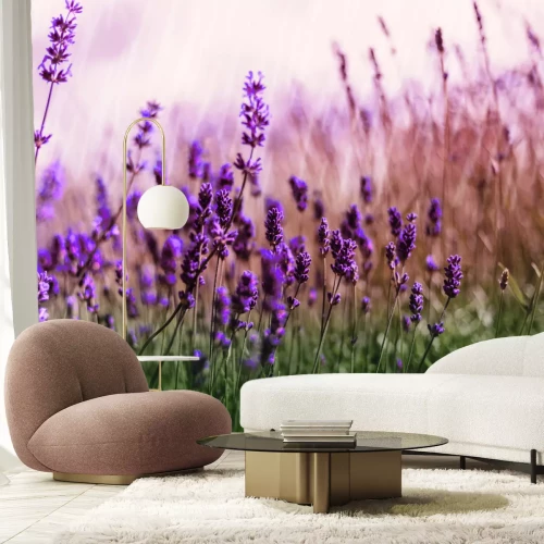 Papier peint  Prairie verte avec des fleurs de lavande